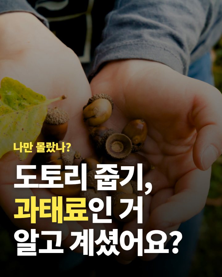 도토리 줍기, 과태료인 거 알고 계셨어요? 10월 나들이 전에 꼭 보세요