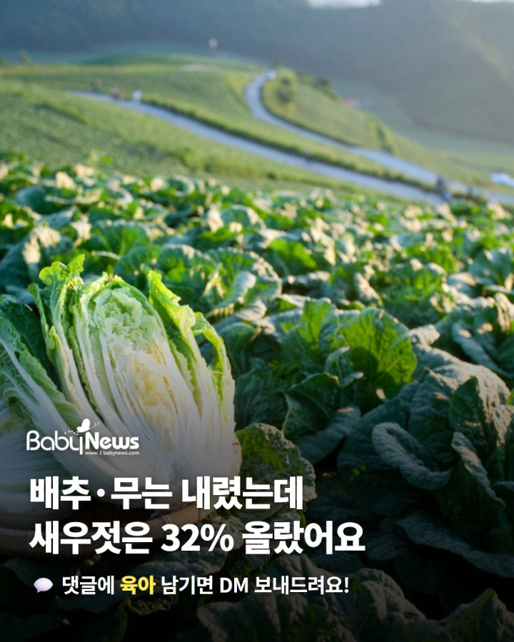 10월 16일 기준 김장 재료값, 배추·무는 내렸고 새우젓은 32.5% 올랐어요