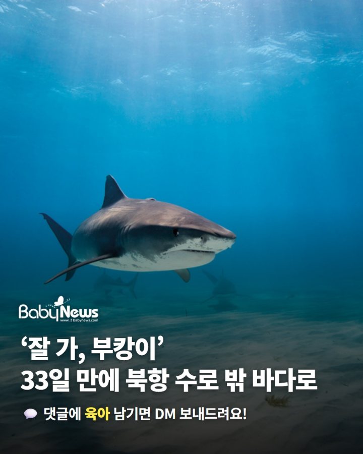 "잘 가, 부캉이"… 부산 북항 수로에 머문 상어, 33일 만에 바다 쪽으로